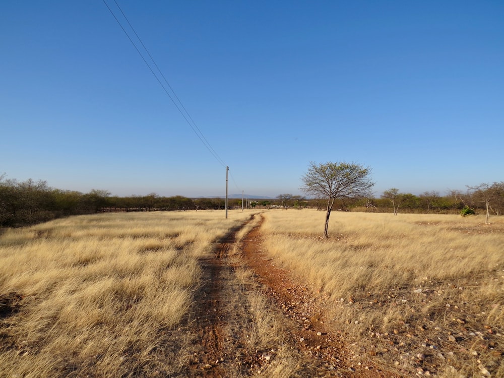 brown grass field under blue sky during daytime