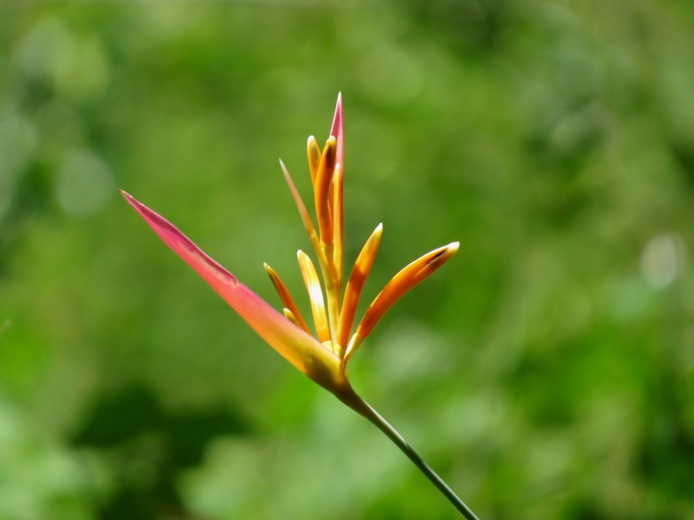 Flor roja y amarilla en lente de cambio de inclinación