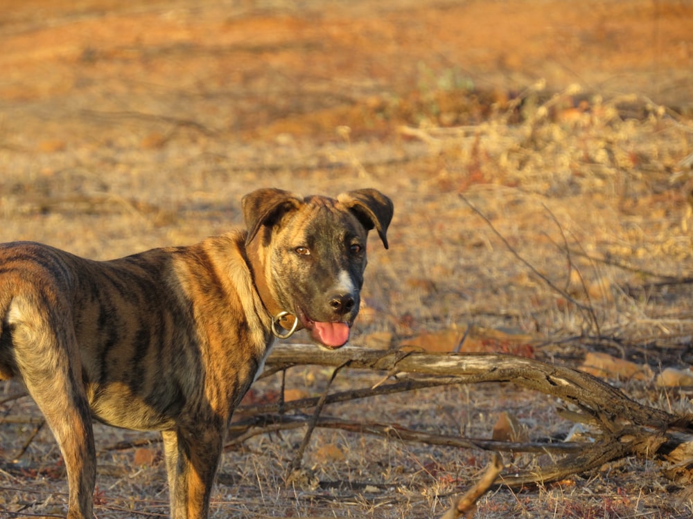 brown and black short coated dog on brown grass field during daytime