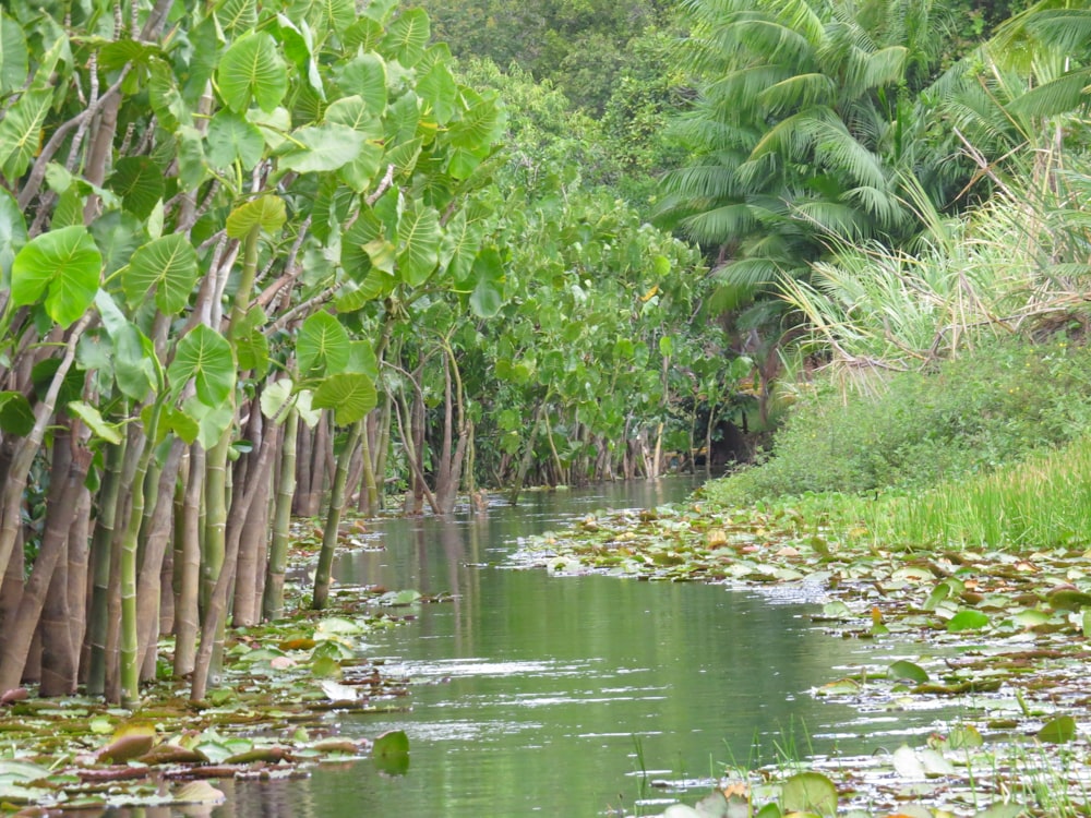 green water lilies on water