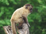 brown monkey on brown tree branch during daytime