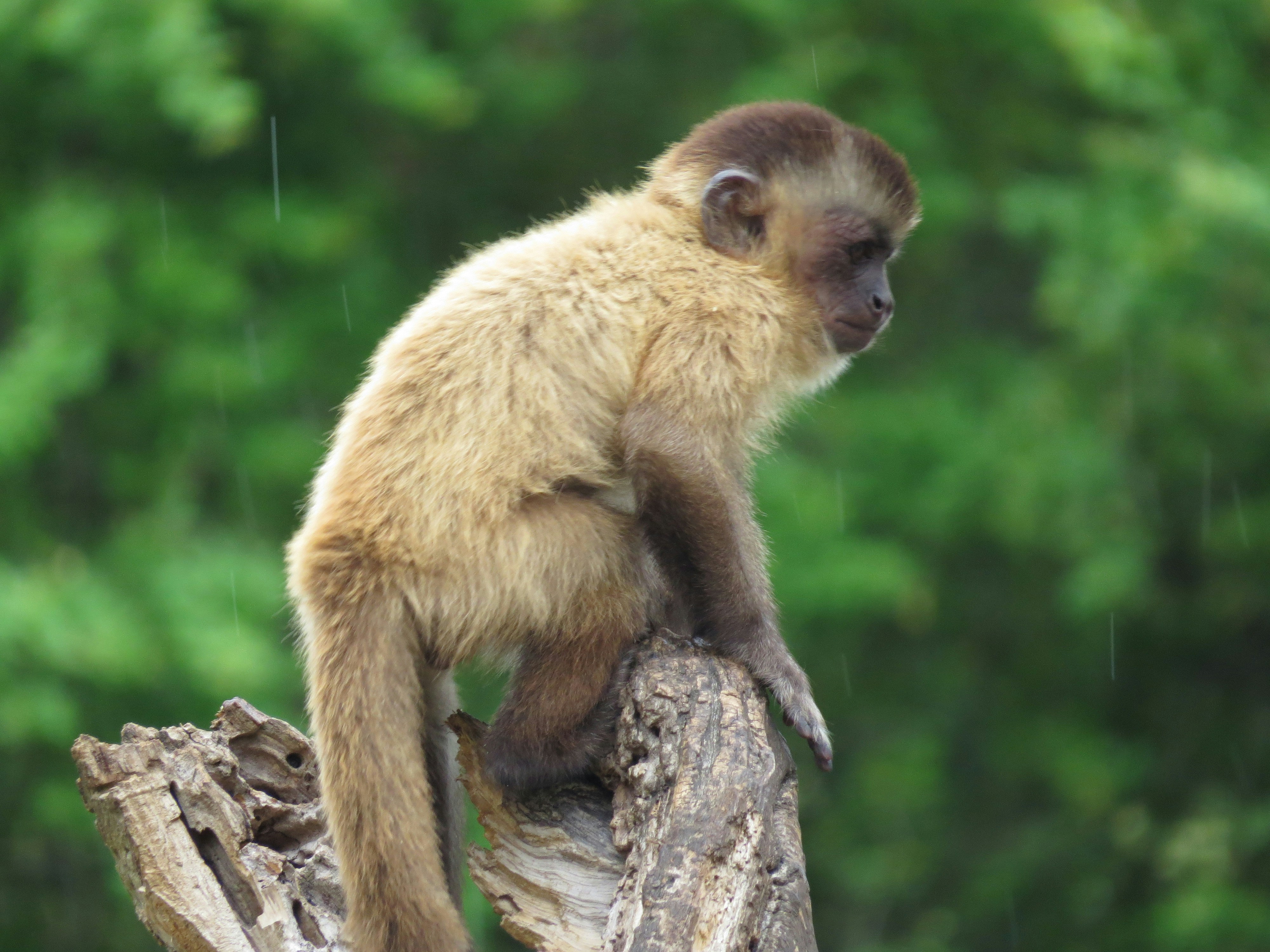 Aracajú Zoo