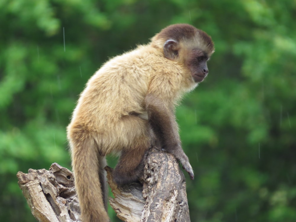 brown monkey on brown tree branch during daytime