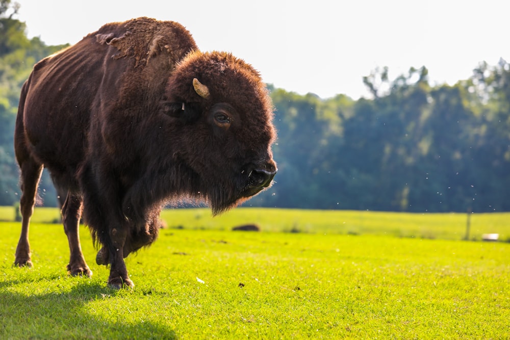 brown bison on green grass field during daytime