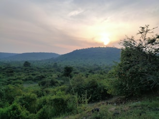 A peaceful nature scene with a sunrise casting soft light over lush green hills.
