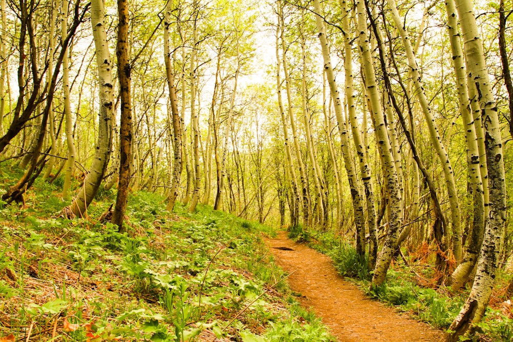 brown dirt road between green trees during daytime