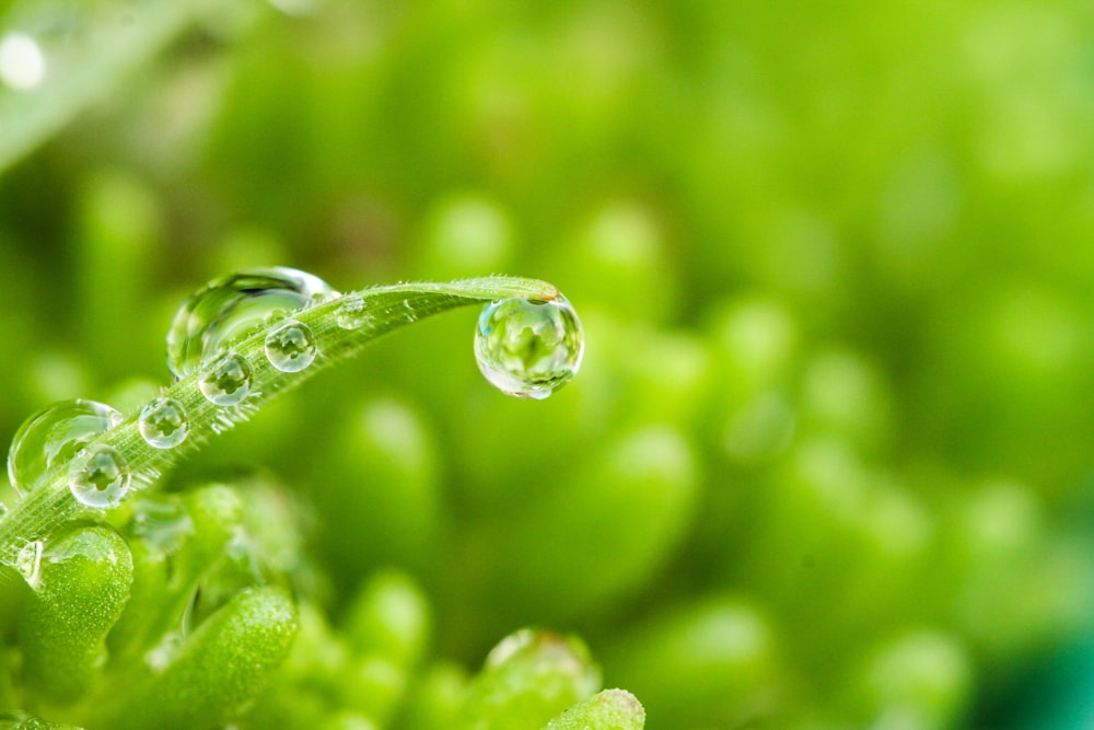 water dew on green plant