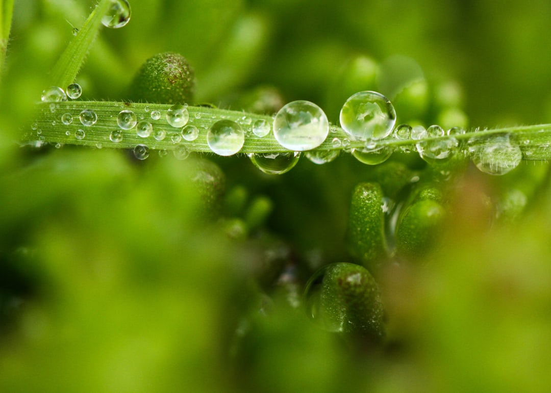 water droplets on green plant