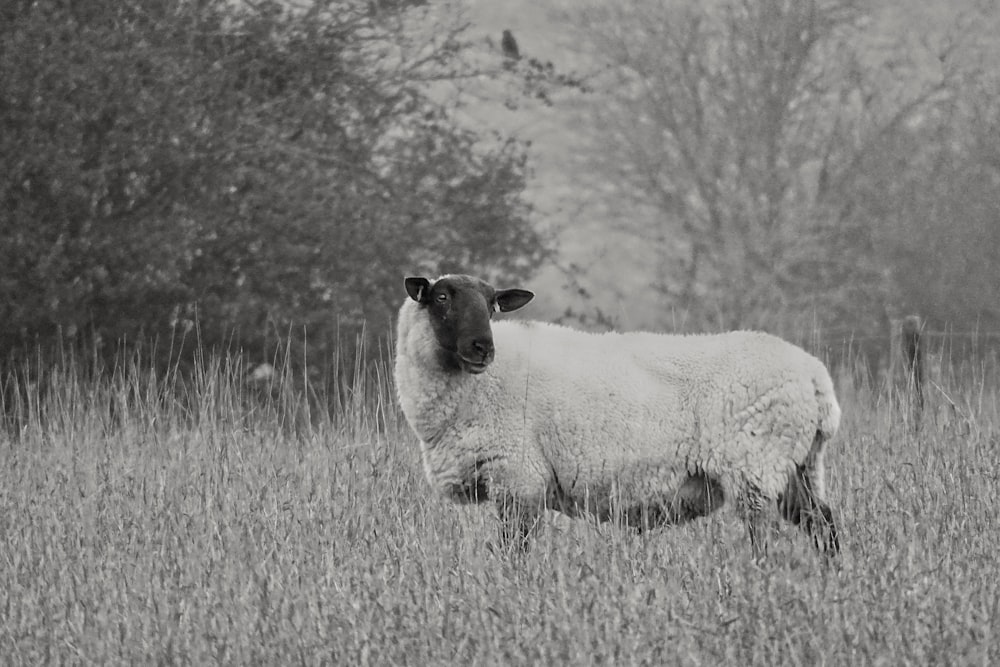 white sheep on brown grass field during daytime