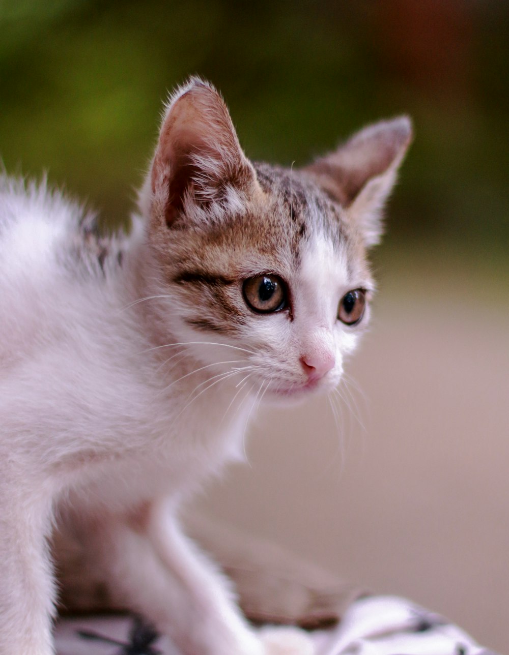 white and brown tabby cat