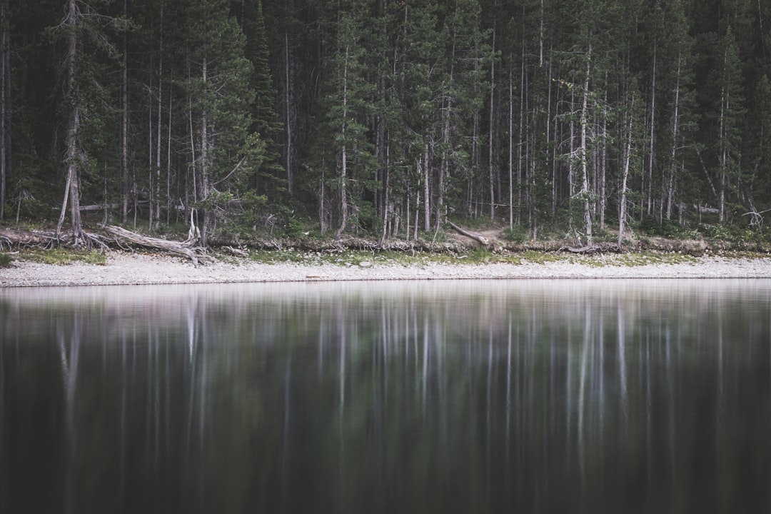 body of water near trees during daytime