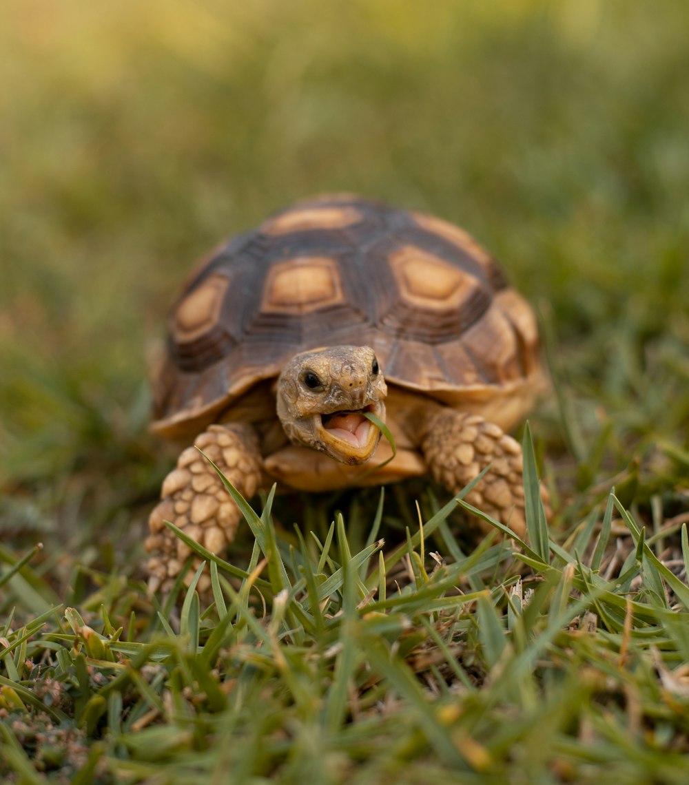 brown and black turtle on green grass during daytime