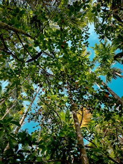 Lush green rainforest canopy viewed from above, with beams of sunlight piercing through.