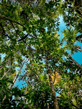 A lush tropical rainforest with local farmers planting trees together under a bright sky.