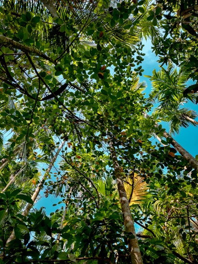 A lush tropical rainforest with local farmers planting trees together under a bright sky.
