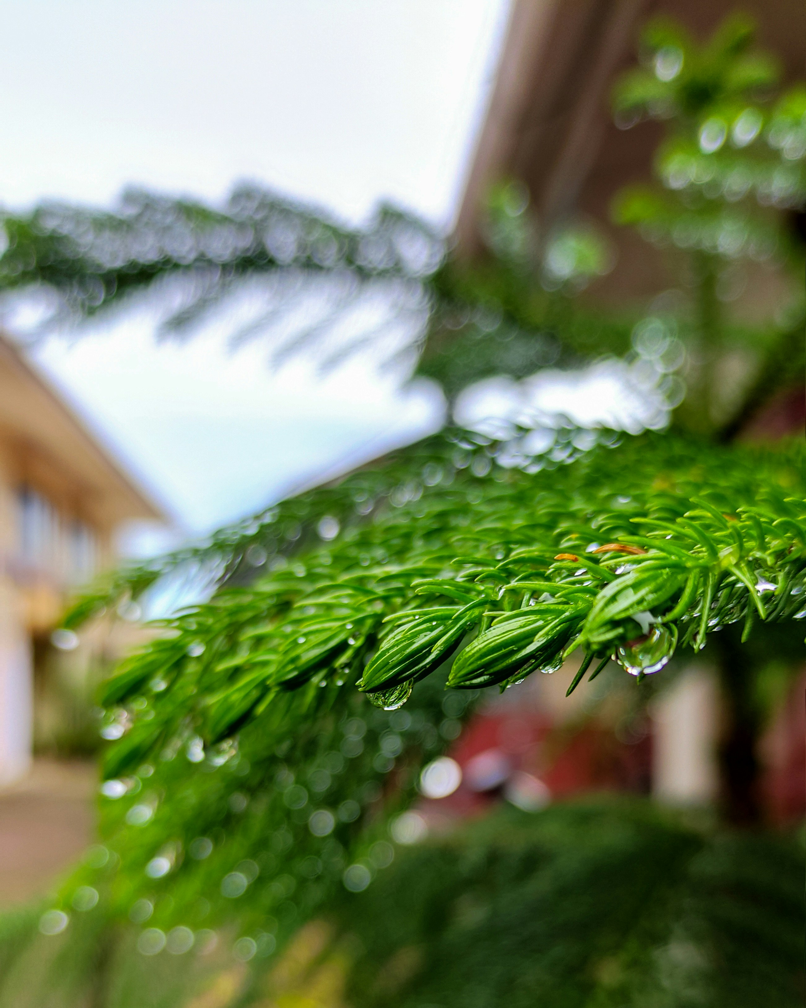 green plant with water droplets