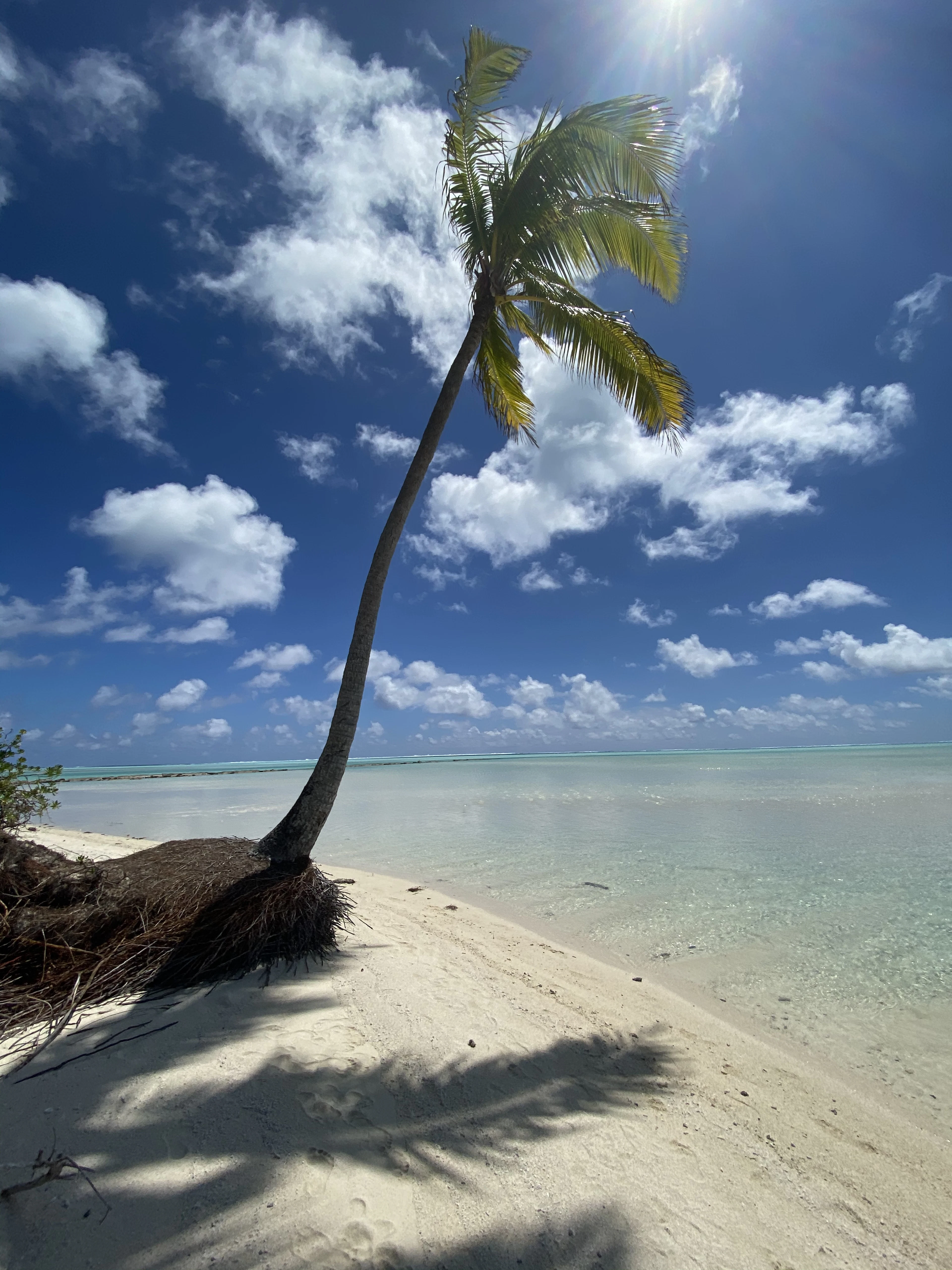 A leaning palm above clear shallow water on One Foot Island, Aitutaki lagoon