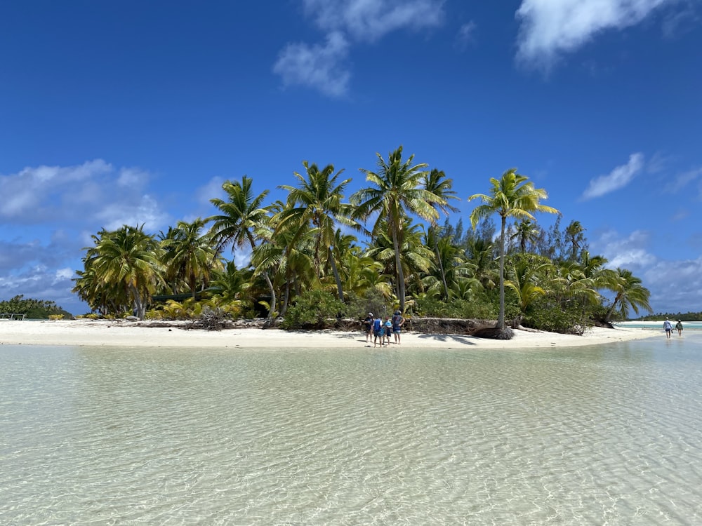 people on beach during daytime