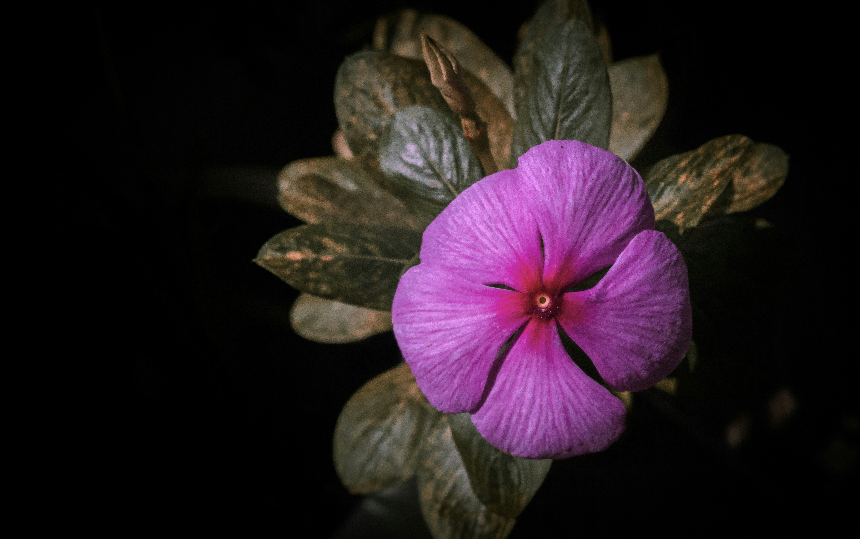 Photo by nihalkool