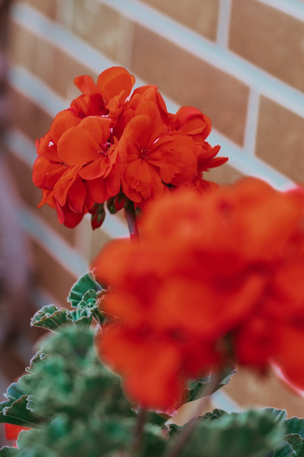a close up of a red flower near a brick wall