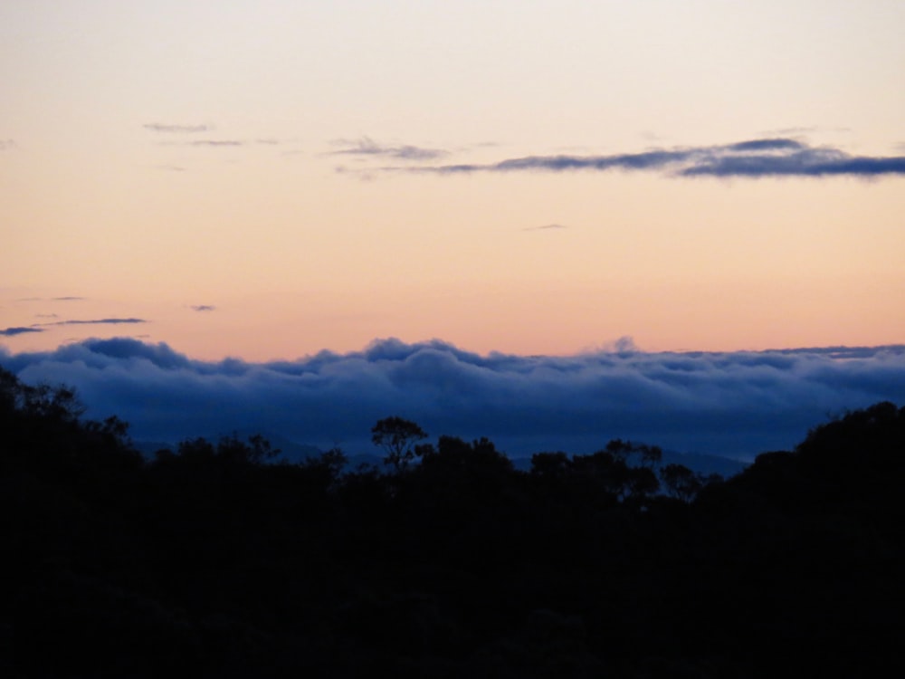 silhouette of trees during sunset