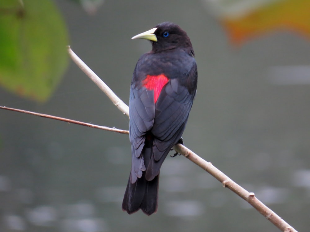 black bird on brown tree branch