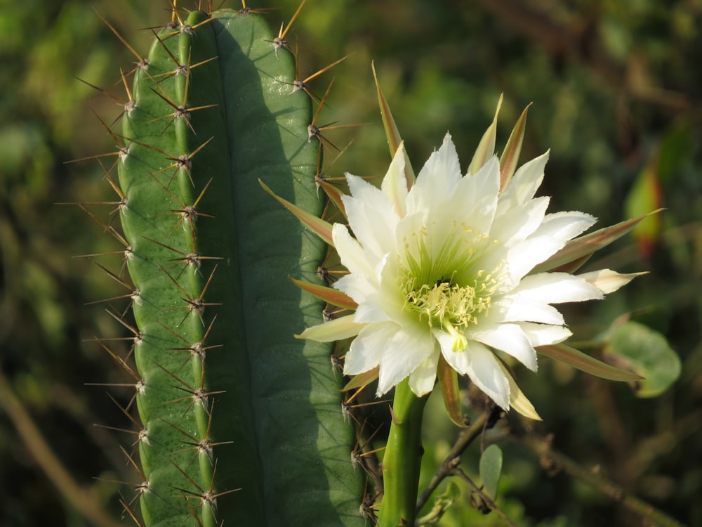 fleur blanche dans l’objectif macro