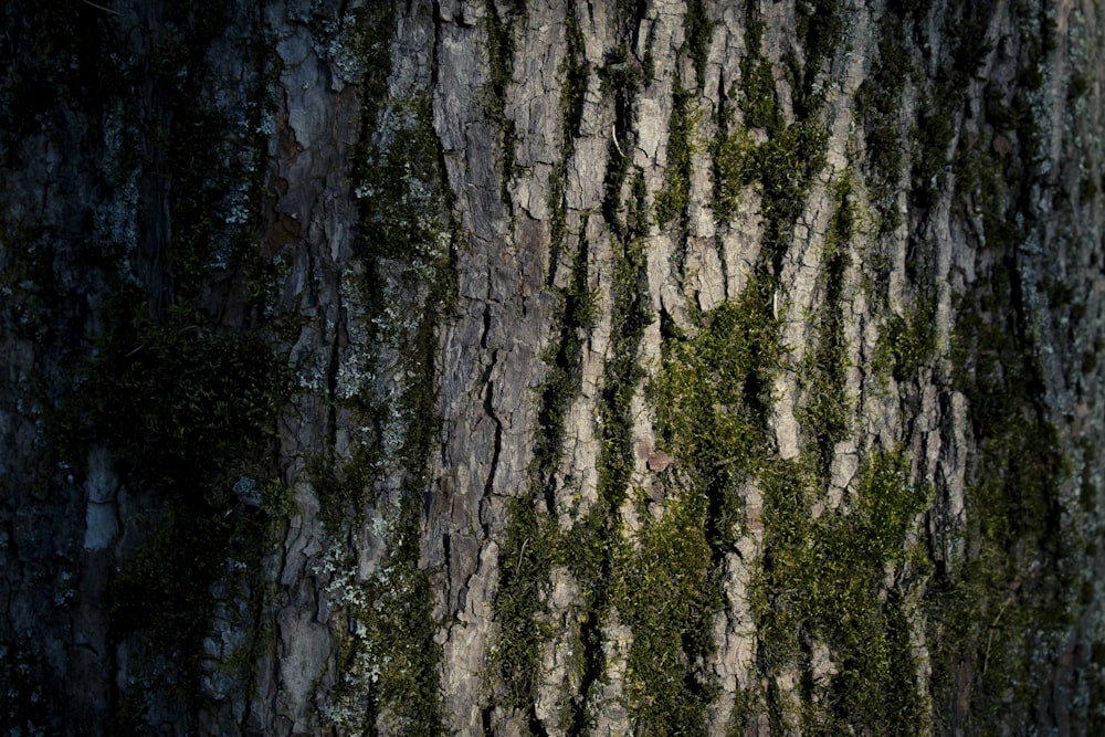 brown and black tree trunk