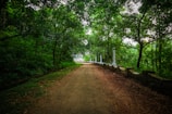 A quiet pathway lined with green foliage leading to the ashram’s main hall.