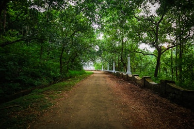 A quiet pathway lined with green foliage leading to the ashram’s main hall.