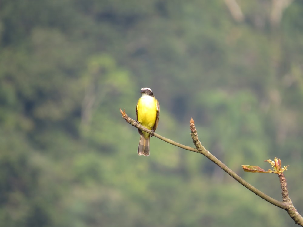 oiseau jaune et noir sur une branche d’arbre brune pendant la journée