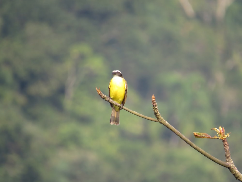 yellow and black bird on brown tree branch during daytime
