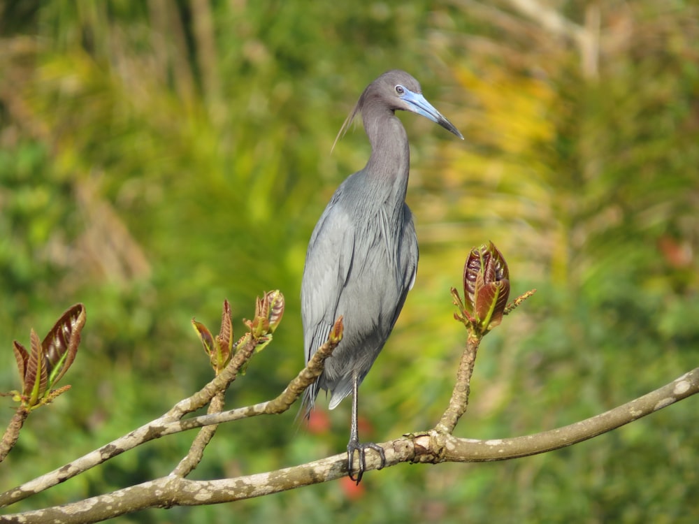 Grauer Vogel sitzt tagsüber auf braunem Ast