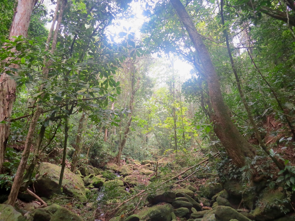 green trees and rocks during daytime