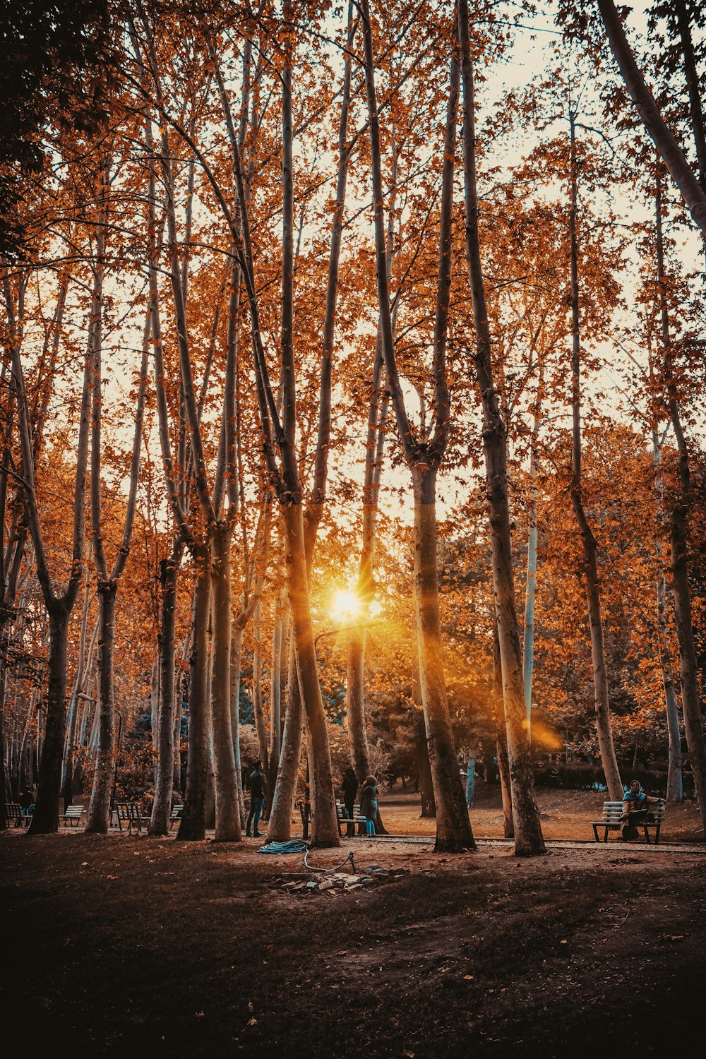 brown trees under white sky during daytime