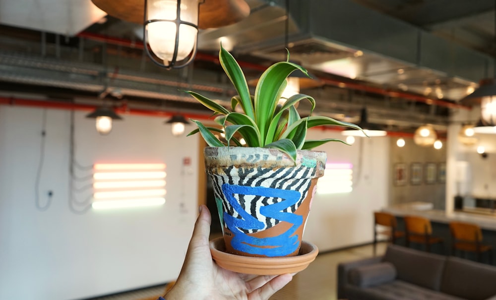 green plant in blue and white ceramic pot