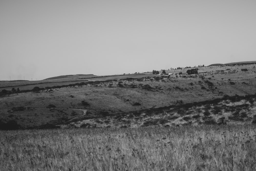 grayscale photo of grass field