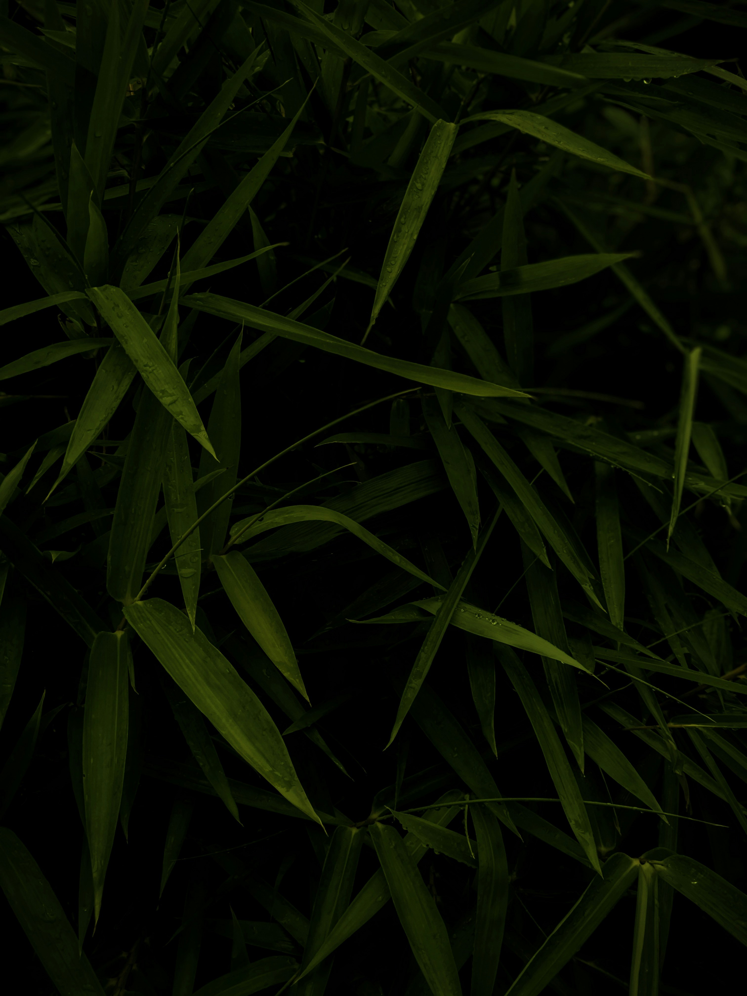 Photo by allauddimiajee