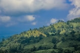 A scenic landscape showcasing lush greenery and wildlife.