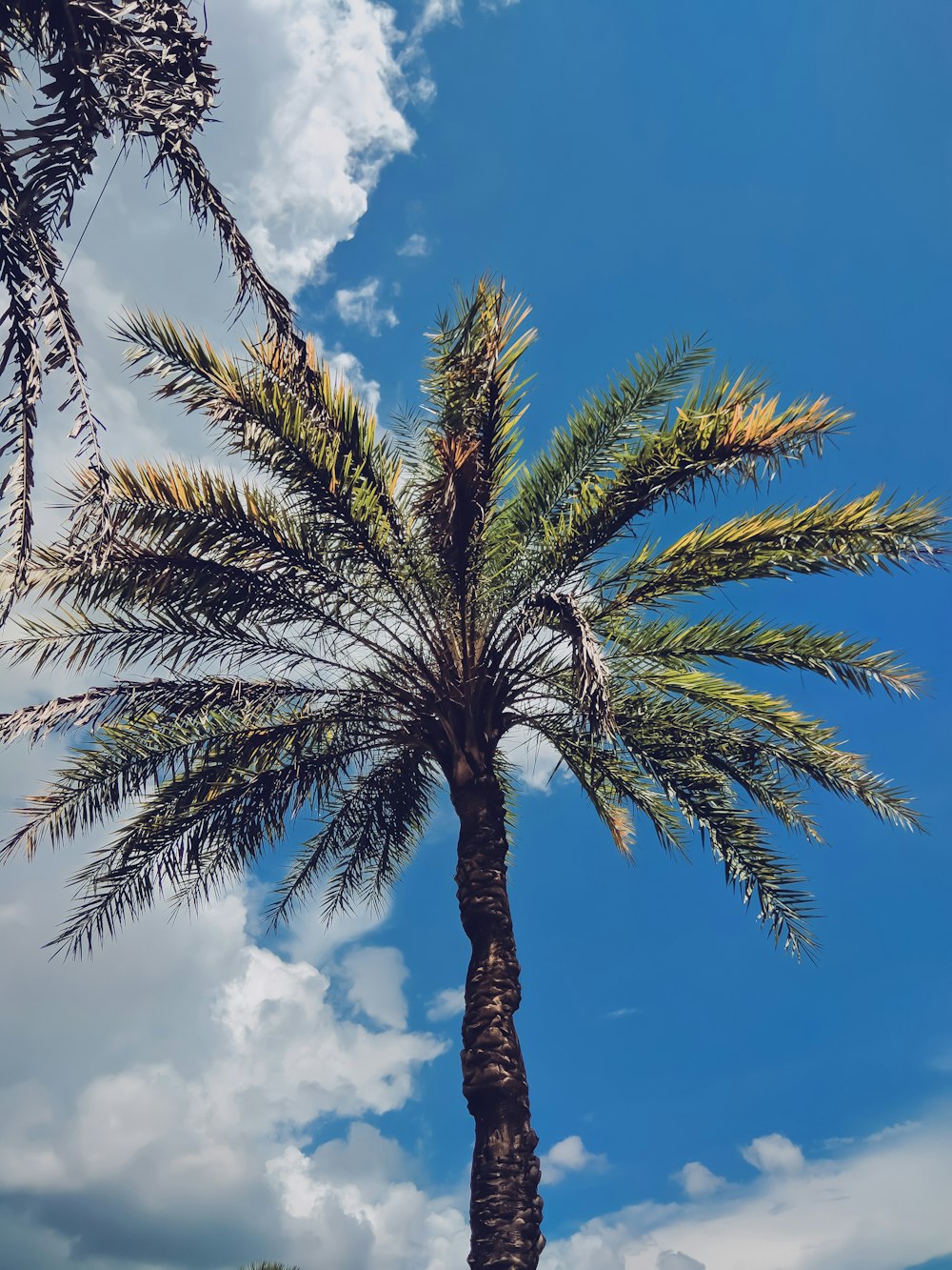 green palm tree under blue sky during daytime