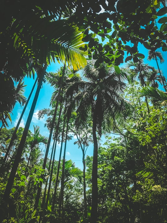 green coconut trees during daytime in Barisal Division Bangladesh