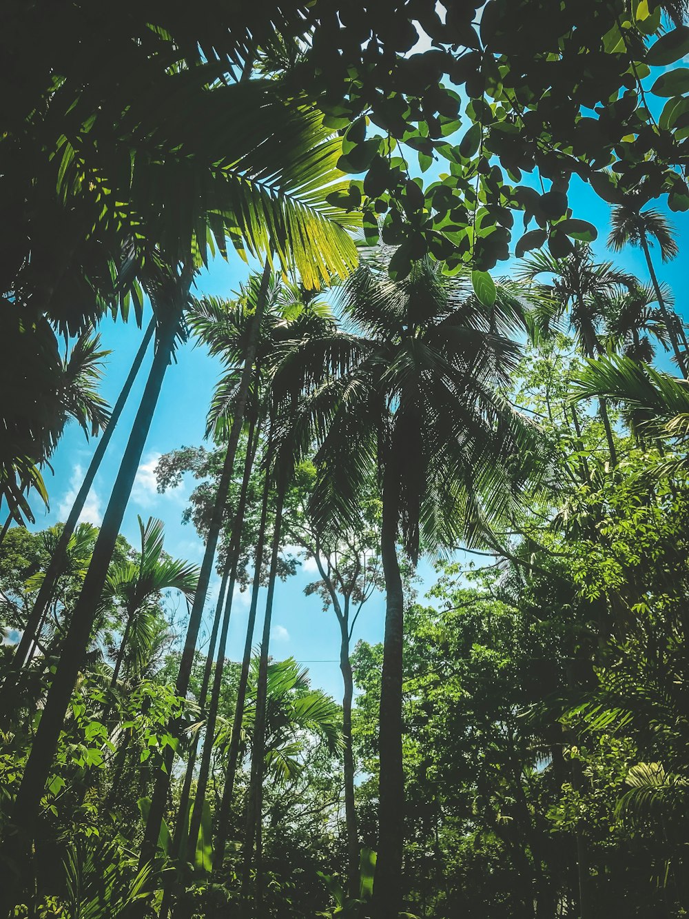 green coconut trees during daytime