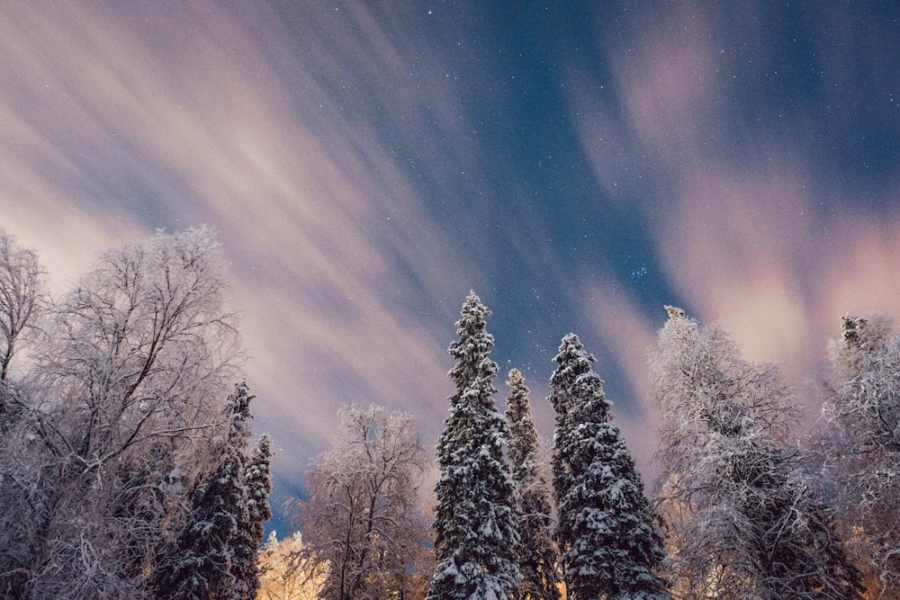 arbres nus sous le ciel bleu pendant la journée