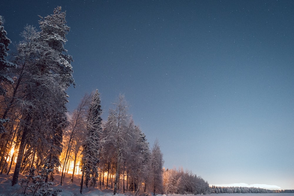árvores cobertas de neve sob o céu azul durante o dia