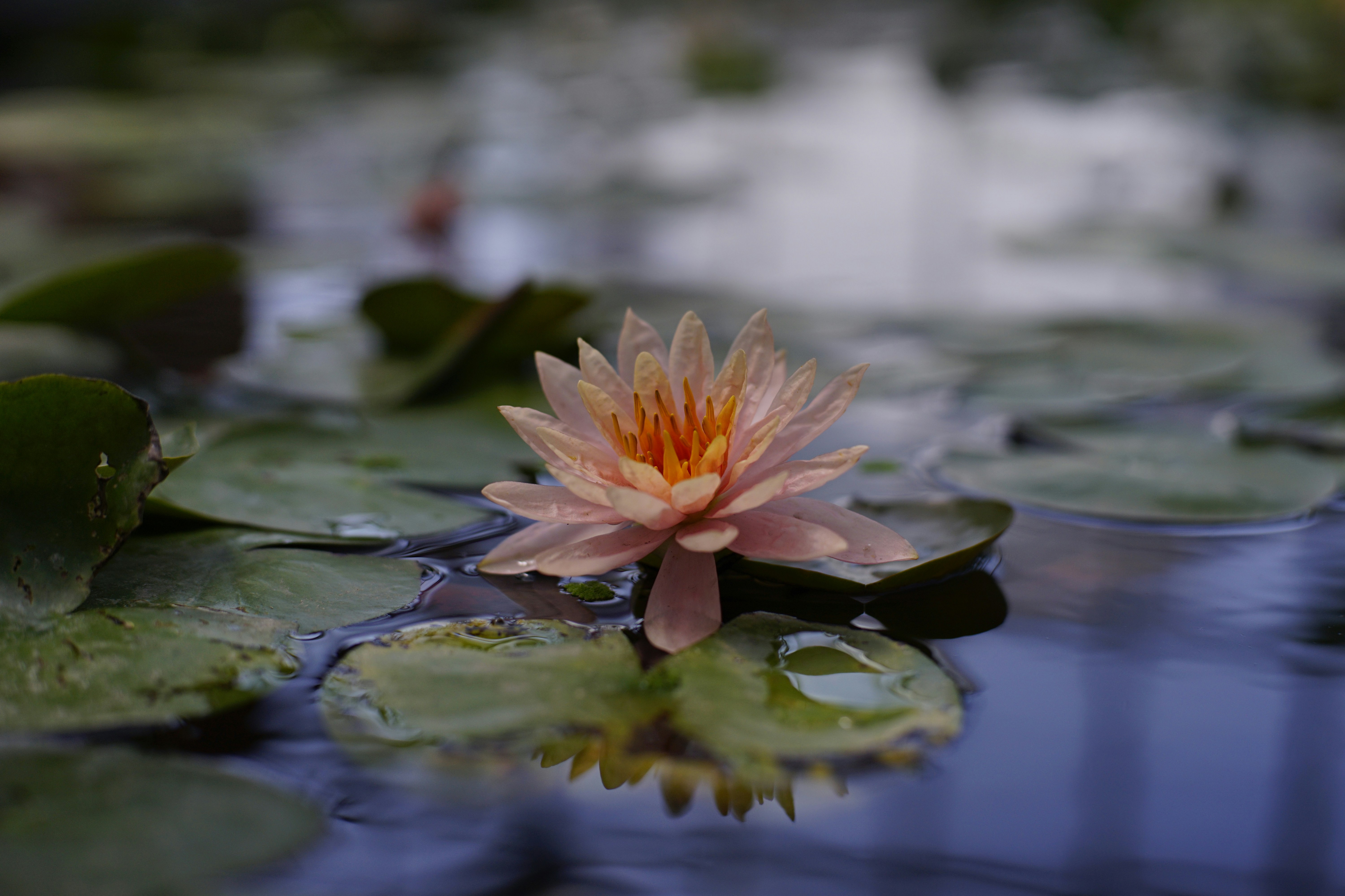 Photo by lipengsunsky