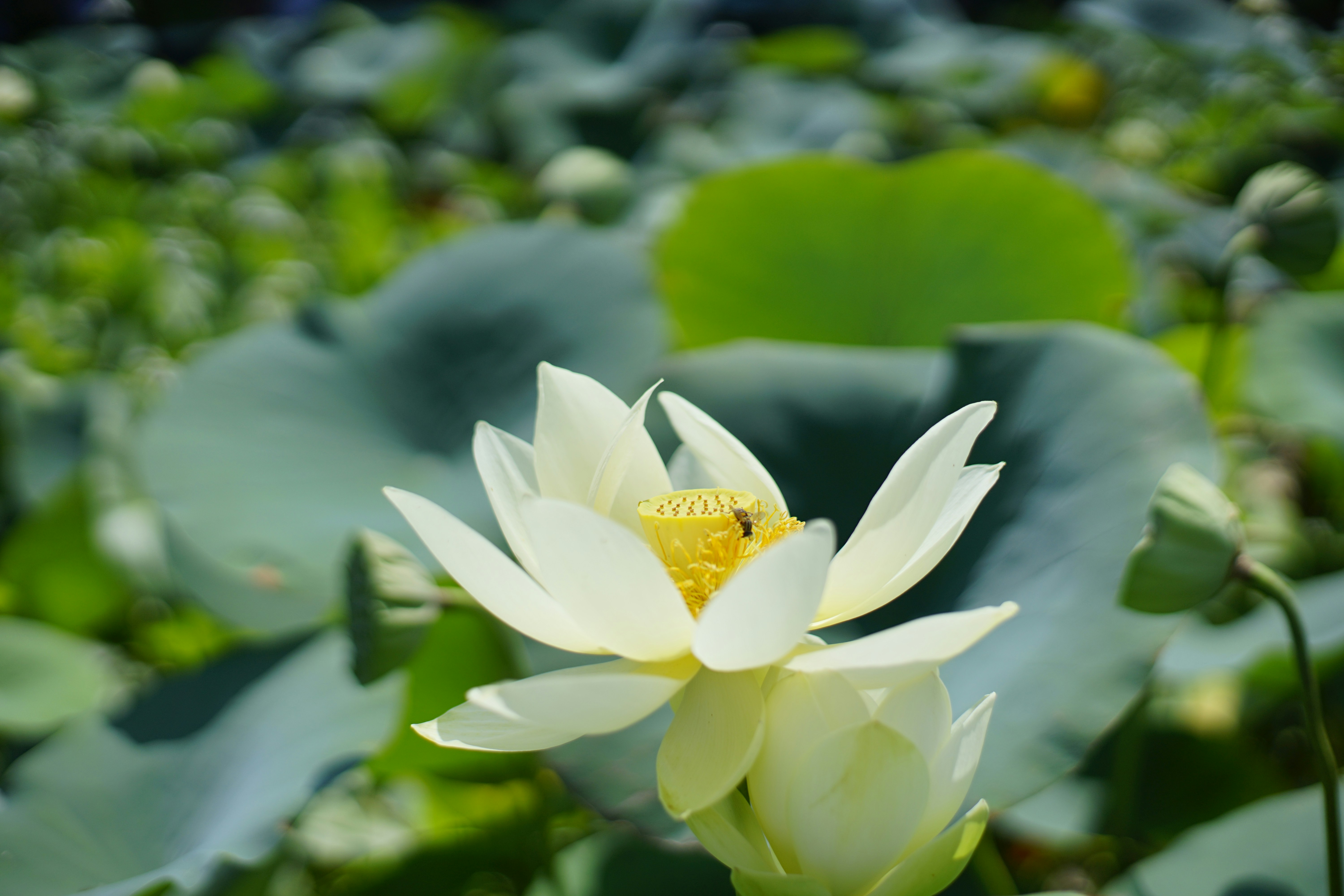 Photo by lipengsunsky