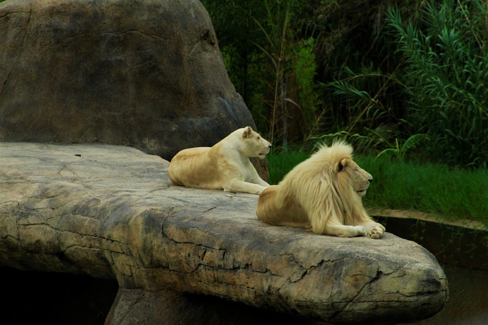 lion and lioness on brown rock