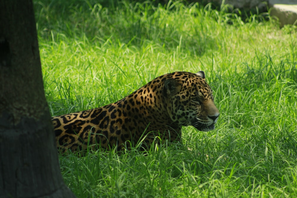 léopard brun et noir couché sur l’herbe verte pendant la journée