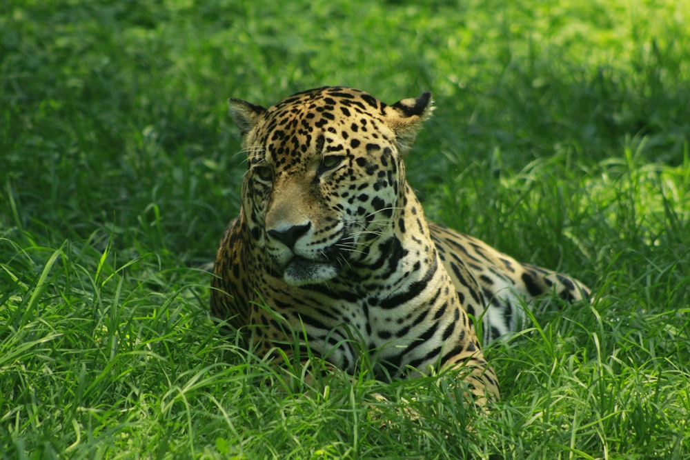brown and black leopard lying on green grass during daytime