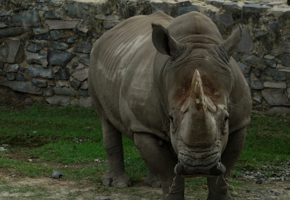 grey rhinoceros on green grass field during daytime